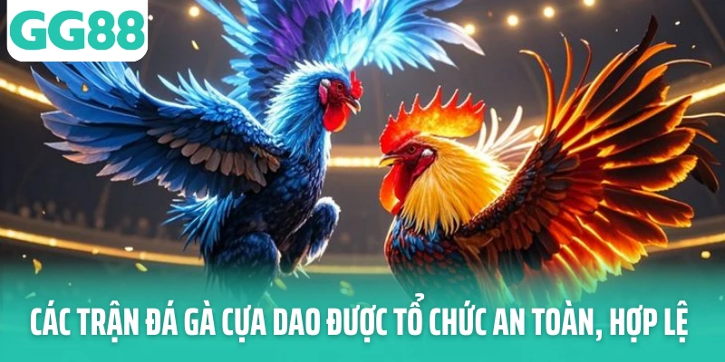 Các trận đá gà cựa dao được tổ chức an toàn, hợp lệ