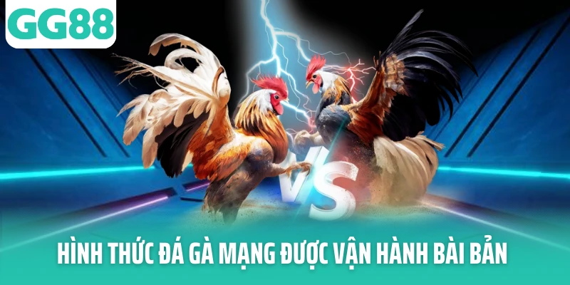 Hình thức đá gà mạng được vận hành bài bản Hình thức đá gà mạng được vận hành bài bản